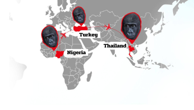 Thailand Gerebek Peternakan Kasus Penyelundupan Bayi Gorilla Nigeria